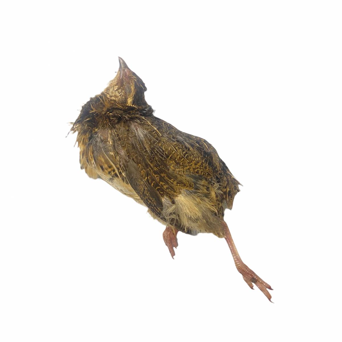 Whole Quail with feathers